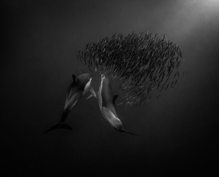 Underwater wildlife moment of two dolphins hunting a school of fish by an award-winning photographer.