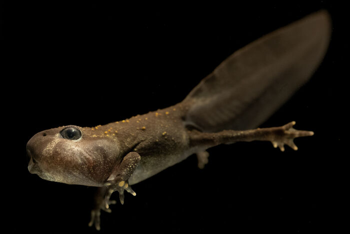 Detailed wildlife moment of a salamander with small legs and tail by an award-winning photographer.