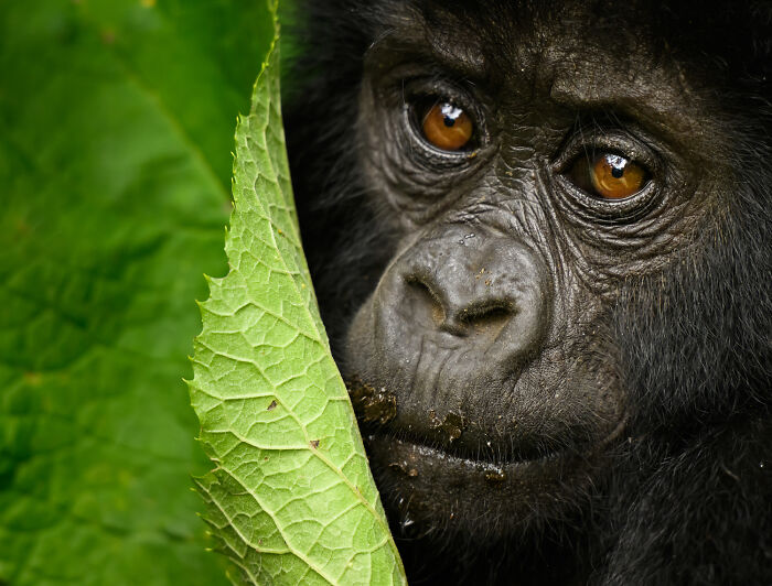 Intense close-up wildlife moment of a gorilla peeking from behind a large green leaf by an award-winning photographer.