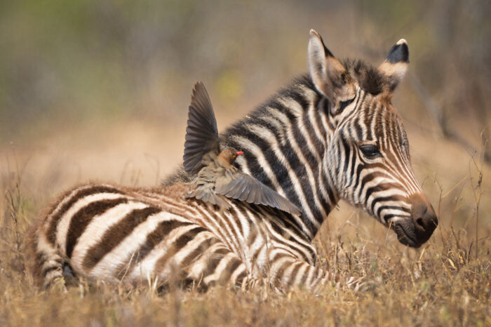 Award-winning photographer captures a small bird landing on a baby zebra in a mesmerizing wildlife moment.