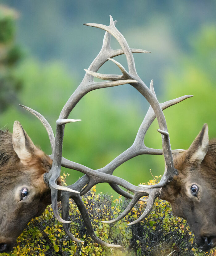 Award-winning photographer captures two mesmerizing wildlife moments of elk locking antlers.