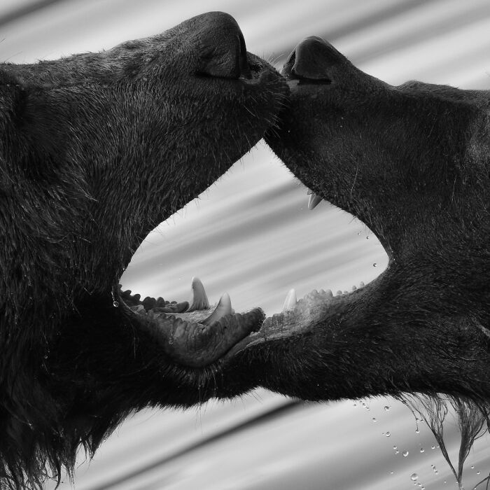 Two dark animals with open mouths facing each other, creating a captivating symmetrical wildlife moment, photographed by an award-winning artist.