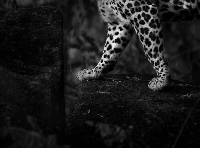 A close-up, black and white shot of a cheetah's spotted legs and paws stepping on rocks, a mesmerizing wildlife moment by an award-winning photographer.