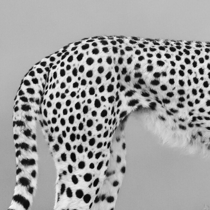 A striking black and white photo of a cheetah's spotted hindquarters, a mesmerizing wildlife moment from an award-winning photographer.