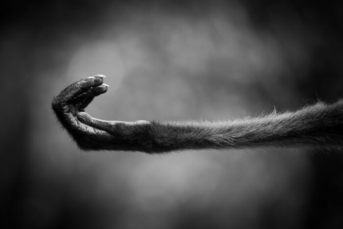A black and white image capturing the delicate hand of a monkey, highlighting a mesmerizing wildlife moment by an award-winning photographer.