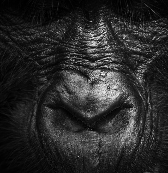 Mesmerizing wildlife moment: An intimate portrait of a gorilla's face by an award-winning photographer.