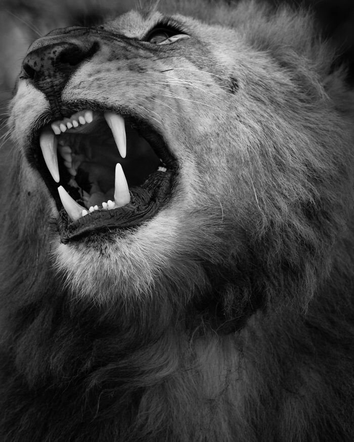 A close-up, monochrome shot of a roaring lion, showcasing its powerful teeth and intense wildlife moment captured by an award-winning photographer.