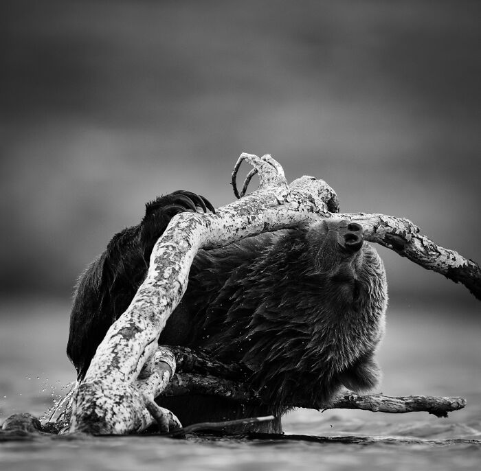 Mesmerizing wildlife moment: A large bear scratching its back with a branch in an award-winning photograph.