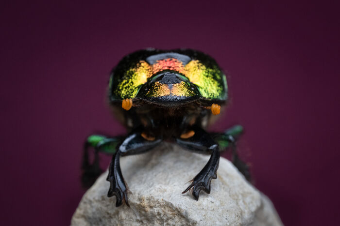 Mesmerizing wildlife moment: A close-up of a colorful beetle on a rock, an award-winning wildlife photograph.