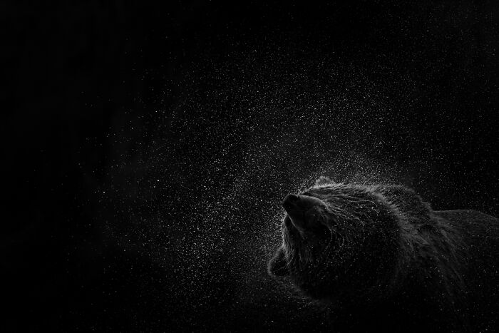 Mesmerizing wildlife moment: A powerful bear shaking off water in an award-winning photograph.