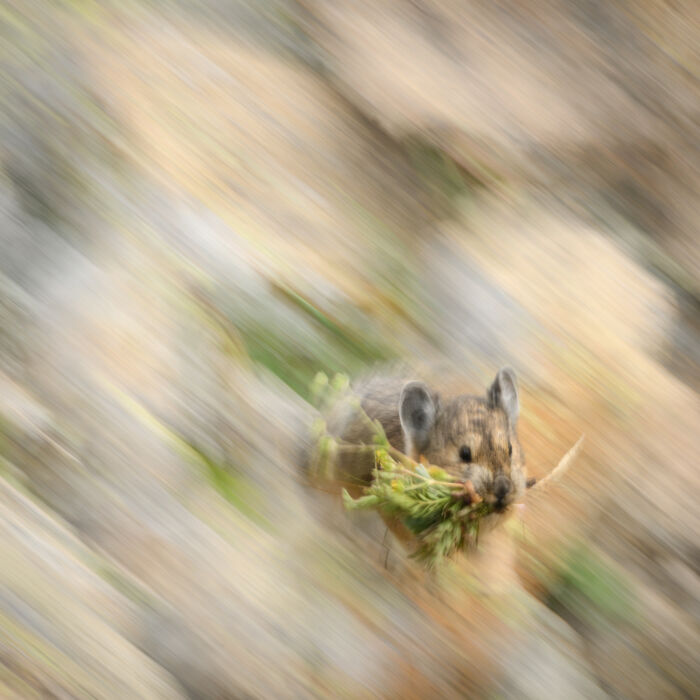 A pika carries foliage in its mouth, blurred background, a mesmerizing wildlife moment by an award-winning photographer.