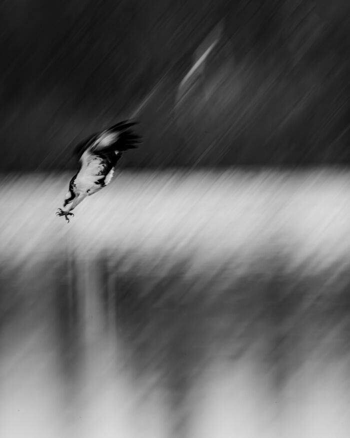 A black and white image of an osprey diving, a mesmerizing wildlife moment by an award-winning photographer.