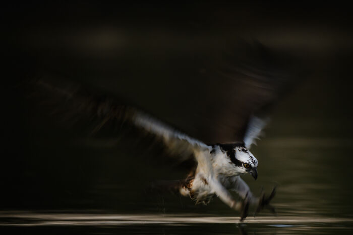 An osprey dives towards water, its talons extended, a mesmerizing wildlife moment by an award-winning photographer.