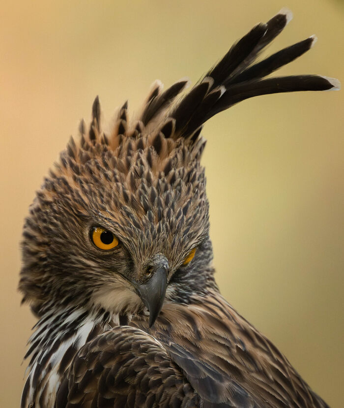 Award-winning photographer captures mesmerizing wildlife moment of a hawk with striking eyes.