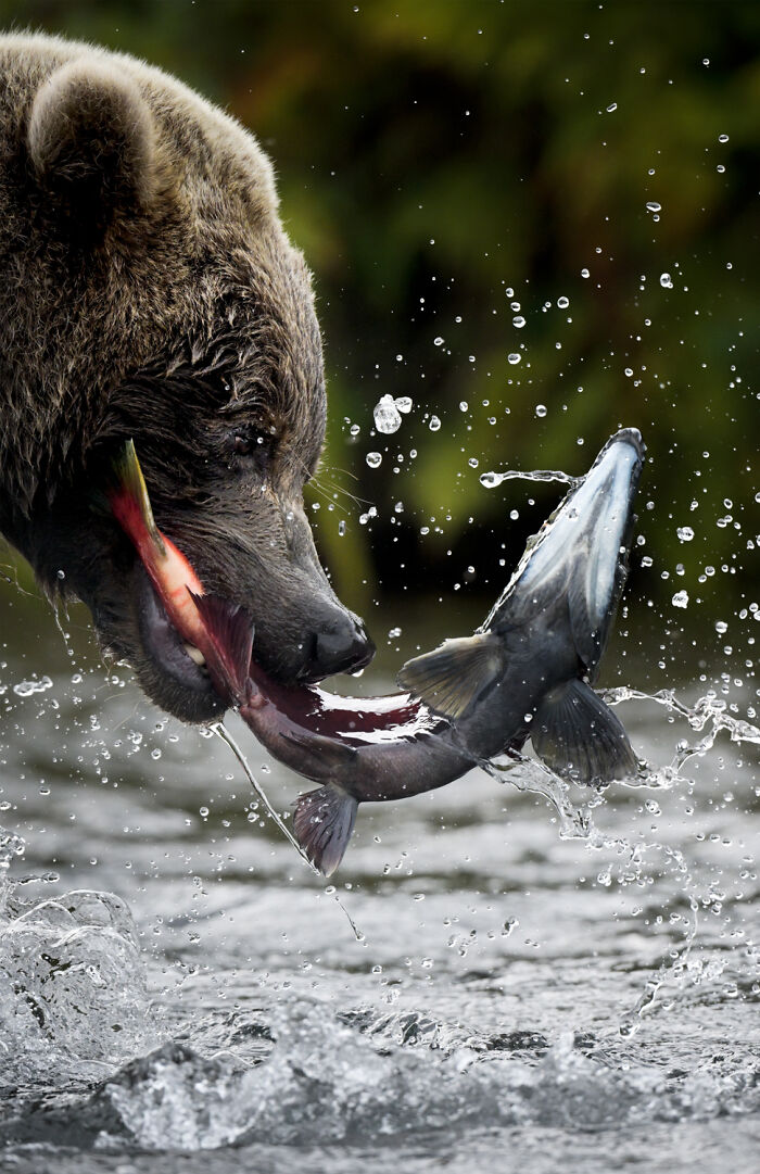A brown bear catching a salmon in its mouth, splashing water, a mesmerizing wildlife moment by an award-winning photographer.