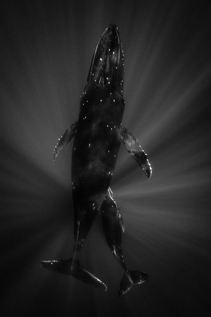 A majestic humpback whale swimming gracefully underwater, illuminated by rays of light, a mesmerizing wildlife moment.