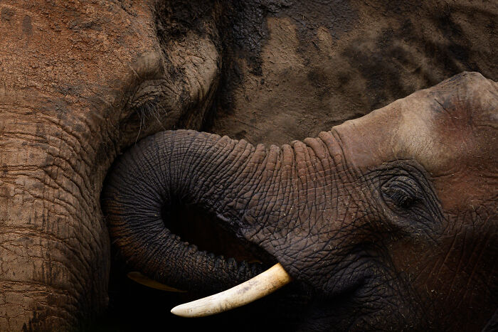 A close-up of a baby elephant lovingly intertwined with an adult elephant's trunk, a mesmerizing wildlife moment.