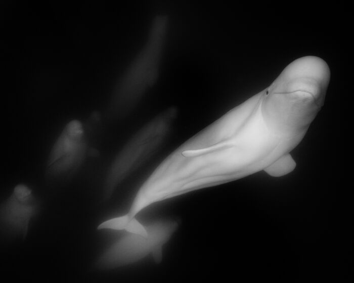 Mesmerizing wildlife moment of beluga whales swimming in dark water, by award-winning photographer.