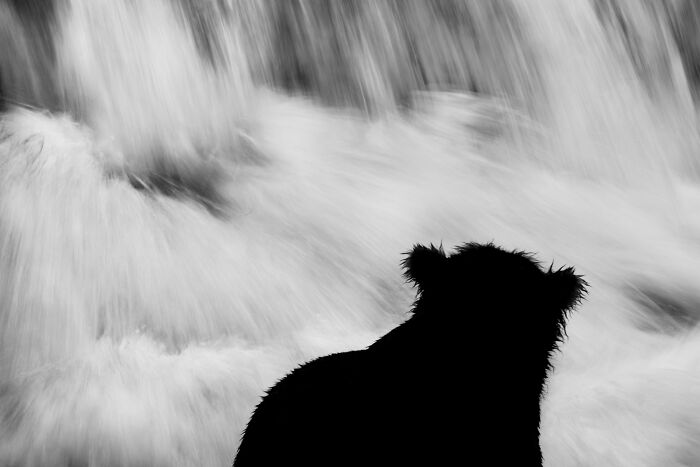 A black silhouette of a bear facing a powerful waterfall, captured as a mesmerizing wildlife moment in black and white.