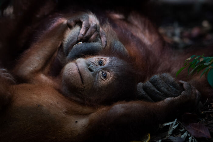 An adorable baby orangutan lying on its back, looking at the camera, a mesmerizing wildlife moment from an award-winning photographer.