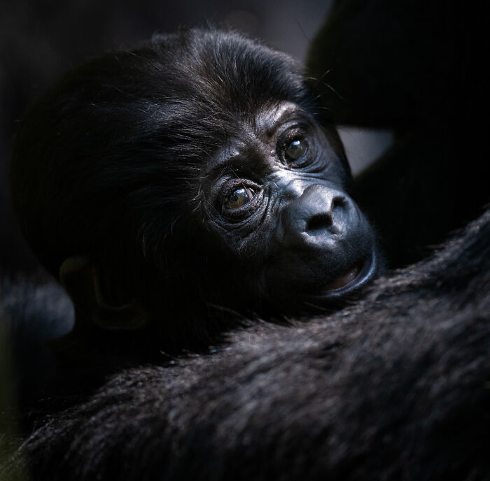 A baby gorilla looks up from its mothers back, a mesmerizing wildlife moment captured by an award-winning photographer.