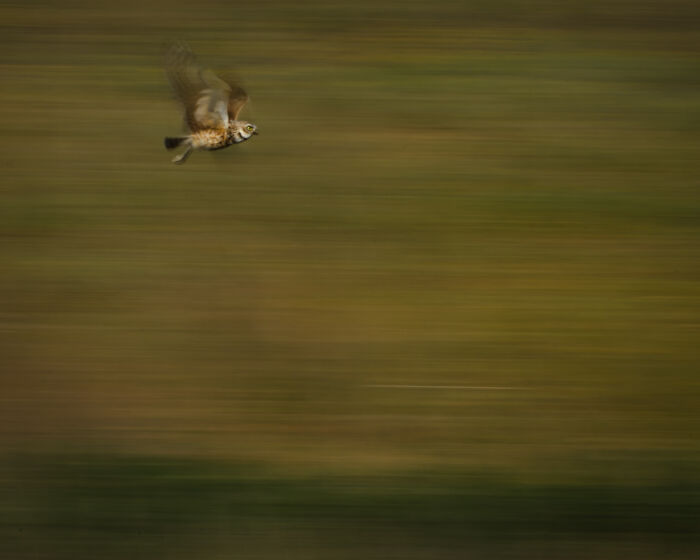 An owl in flight with a blurred background, a mesmerizing wildlife moment captured by an award-winning photographer.