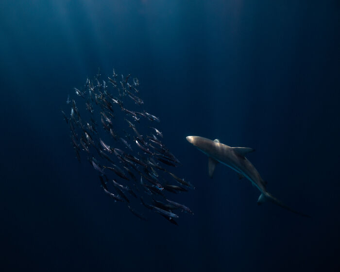 Award-winning photographer captures mesmerizing wildlife moment of shark and fish schooling underwater.