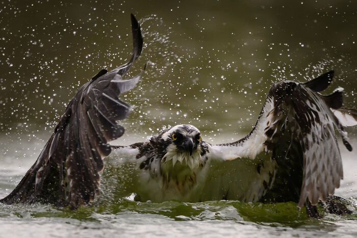 Mesmerizing wildlife moment of an osprey splashing in water, captured by award-winning photographer.