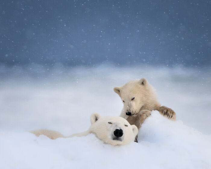 Award-winning photographer captures mesmerizing wildlife moment of polar bears in snow.