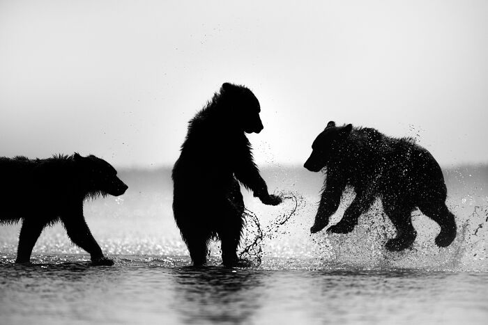 Three bear cubs silhouetted as they run and splash through water, illustrating beautiful wildlife moments.