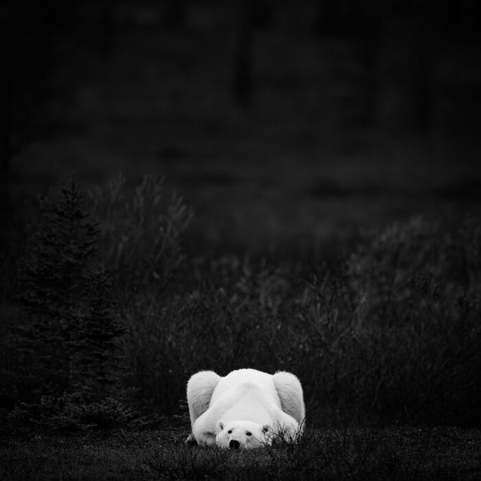 A lone polar bear rests on the ground with a dark background, showcasing stunning wildlife moments.