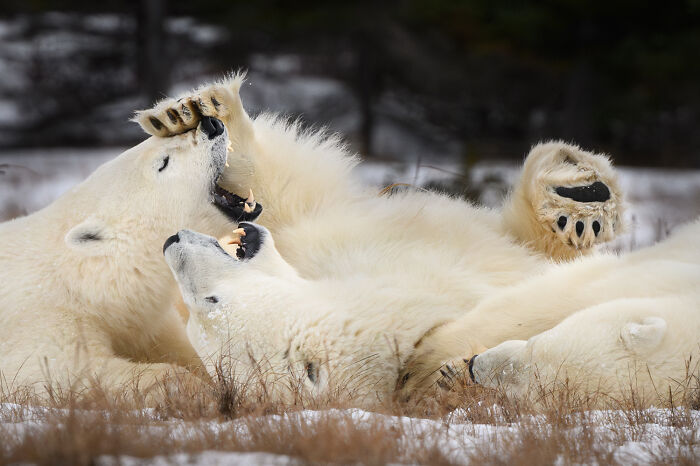 Three polar bears playing in the snow, displaying fierce teeth and claws, beautiful wildlife moments.