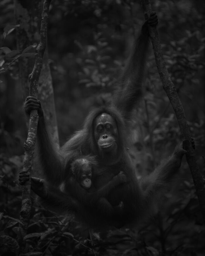 A mother orangutan cradles her baby amidst dense forest, showcasing captivating wildlife moments.