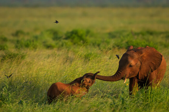 A baby elephant and its mother interact playfully in a green field, capturing mesmerizing wildlife moments.
