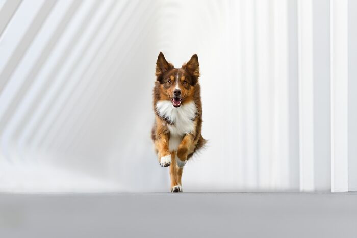 A happy brown and white dog runs forward, showcasing the best images from the Pet Photography Awards.