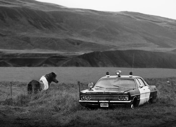 A black and white image of a horse next to a vintage police car for the International Pet Photography Awards.