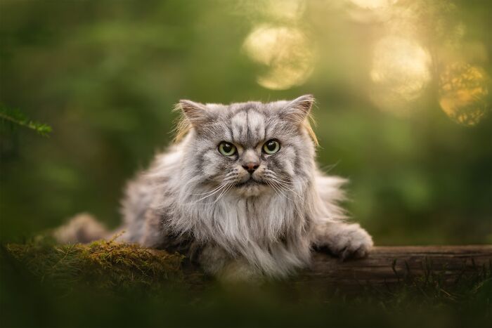 Fluffy grey cat with green eyes lying in green foliage, a stunning Pet Photography Awards entry.