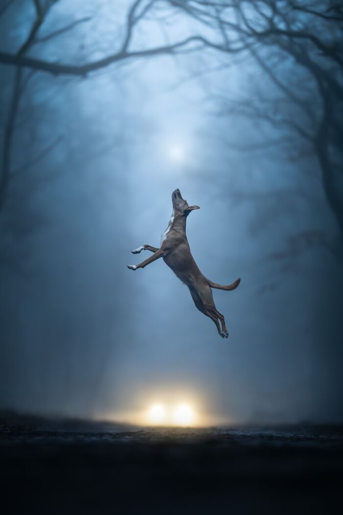 A dog leaping high into the air in a misty, dark forest with a bright light in the background, a pet photography award winner.