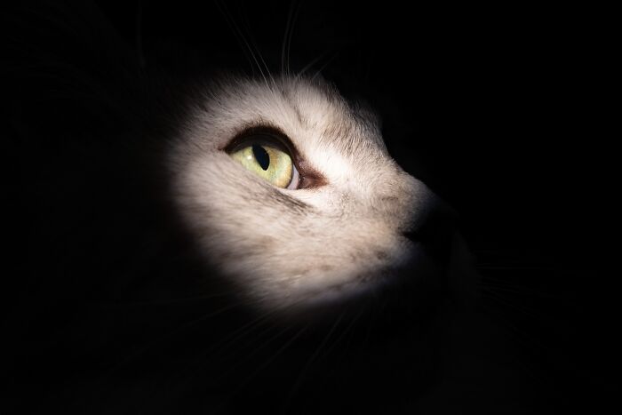 A close-up of a cat's eye illuminated by a spotlight, showcasing stunning pet photography from the International Pet Photography Awards.