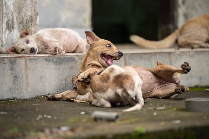 Two brown puppies playfully wrestling on concrete, with another puppy resting in the background, from the pet photography awards.
