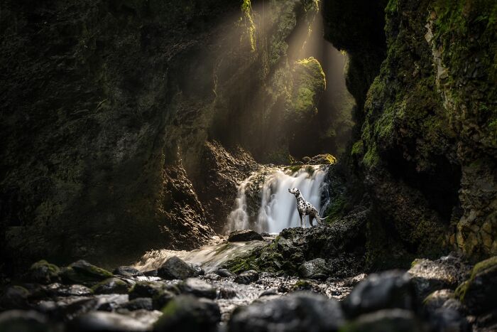 A Dalmatian standing by a waterfall in a dark, mossy cave, one of the best images from the Pet Photography Awards.