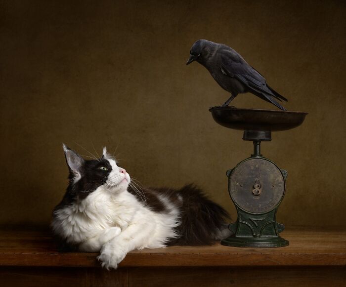 A black and white cat reclines next to a scale with a black bird perched on it, for pet photography awards.