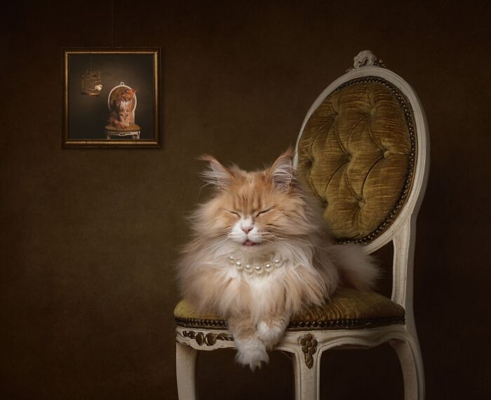 Elegant ginger cat wearing pearls, sitting on a vintage chair, a top Pet Photography Awards image.