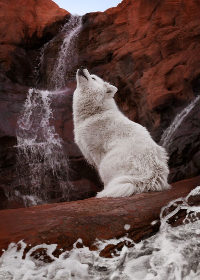 A white wolf howling by a waterfall, a powerful image from the Pet Photography Awards.