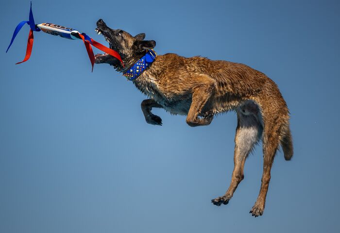 A high-flying dog catches a toy in mid-air, showcasing amazing pet photography awards moments.