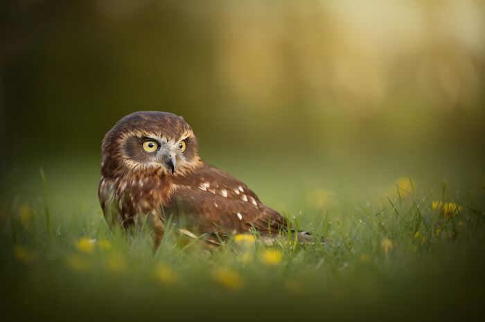 A majestic owl rests in green grass, showcasing the diversity of the best pet photography award images.