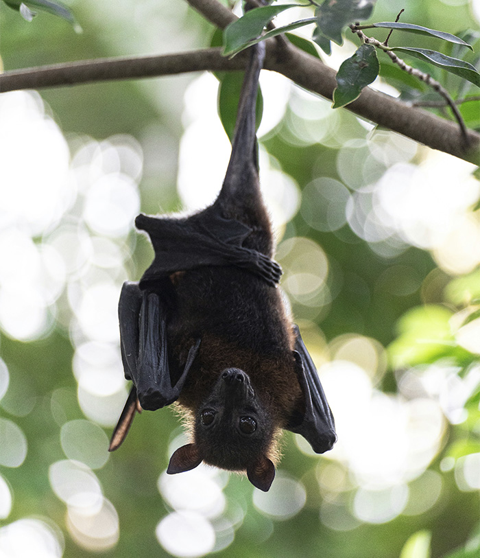 A bat hangs upside down from a tree branch, emphasizing the bat on face incident and tragic loss of life. A bat hangs upside down from a tree branch, emphasizing the bat on face incident and tragic loss of life.