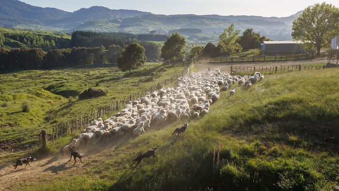 Border collies herd a large flock of sheep across a grassy hillside, a powerful pet photography awards scene.