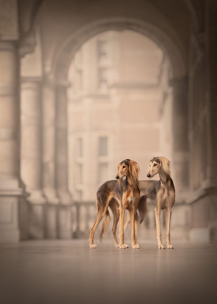 Two elegant dogs posing in a classic archway, among the best images from the Pet Photography Awards.