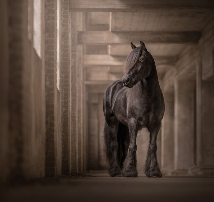 A majestic black horse standing in a muted, architectural hallway, a beautiful image from the Pet Photography Awards.